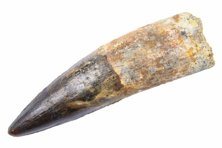 Real Fossil Spinosaurus Tooth - Huge Dinosaur Tooth #272451